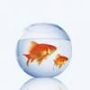 FishBowl_x250-120x120 - anh 1